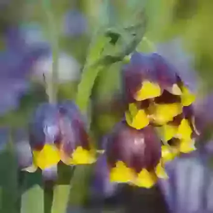 Fritillaria Species